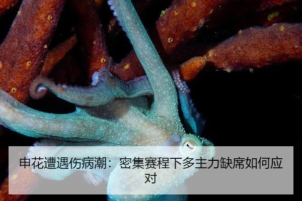 申花遭遇伤病潮：密集赛程下多主力缺席如何应对
